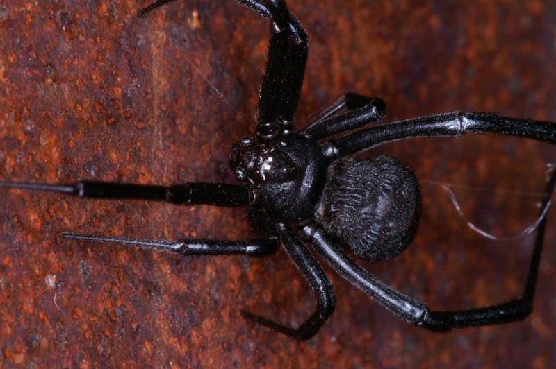 Latrodectus_hasselti_D3459_Z_86_Karinji NP_Australie.jpg